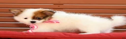 Pomeranian dogs for sale: Shelly - Ad 3