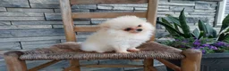 Pomeranian dogs for sale: Hunter - Ad 2