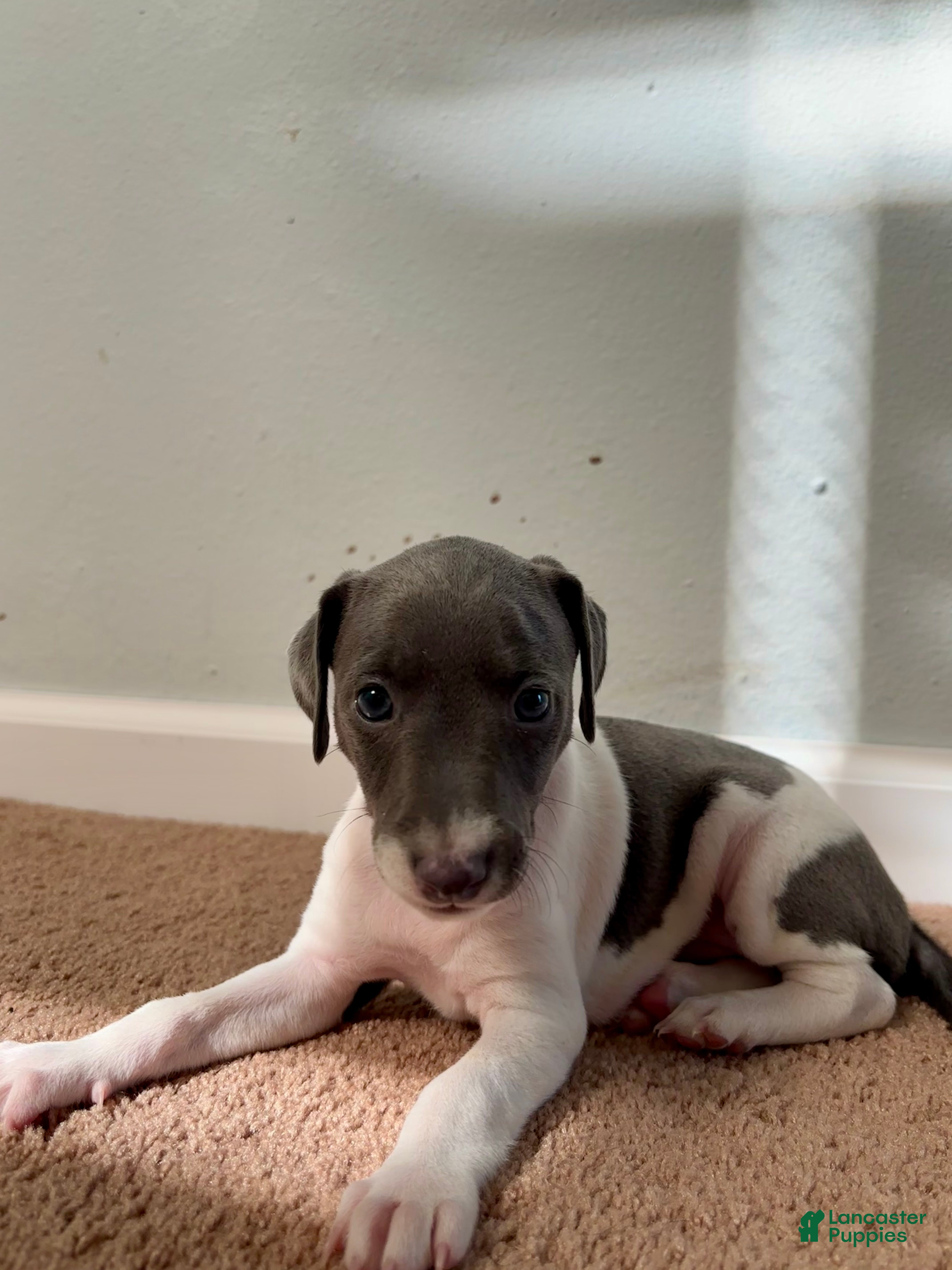 Italian Greyhound dogs Italian Greyhound 3 - Ad 1