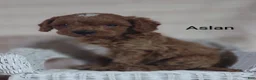 Cavapoo dogs for sale: Cavapoo F1b 8 Aslan - Ad 4