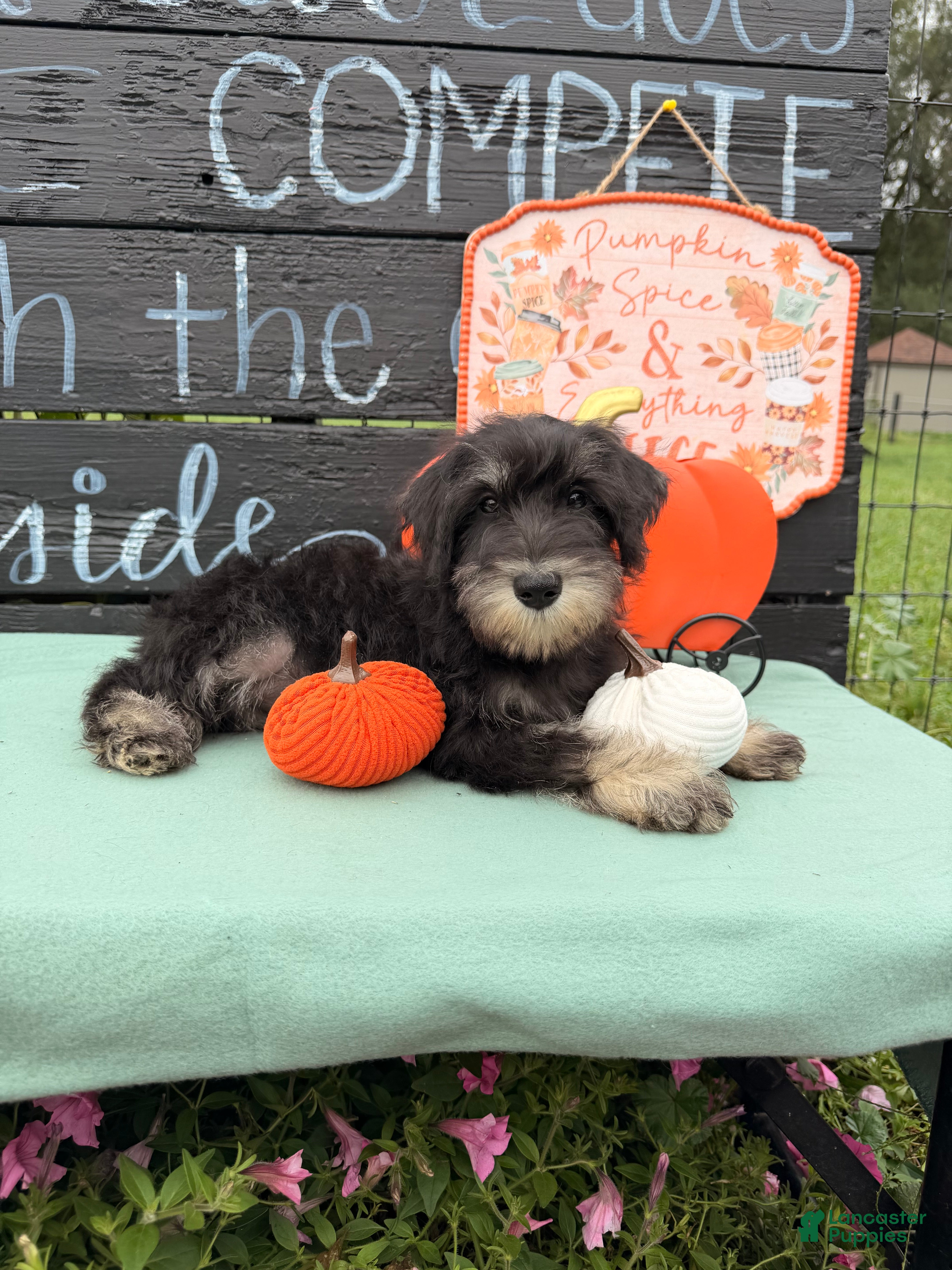 Miniature Schnauzer (Miniature Schnauzer, Female) in Greens Fork, IN