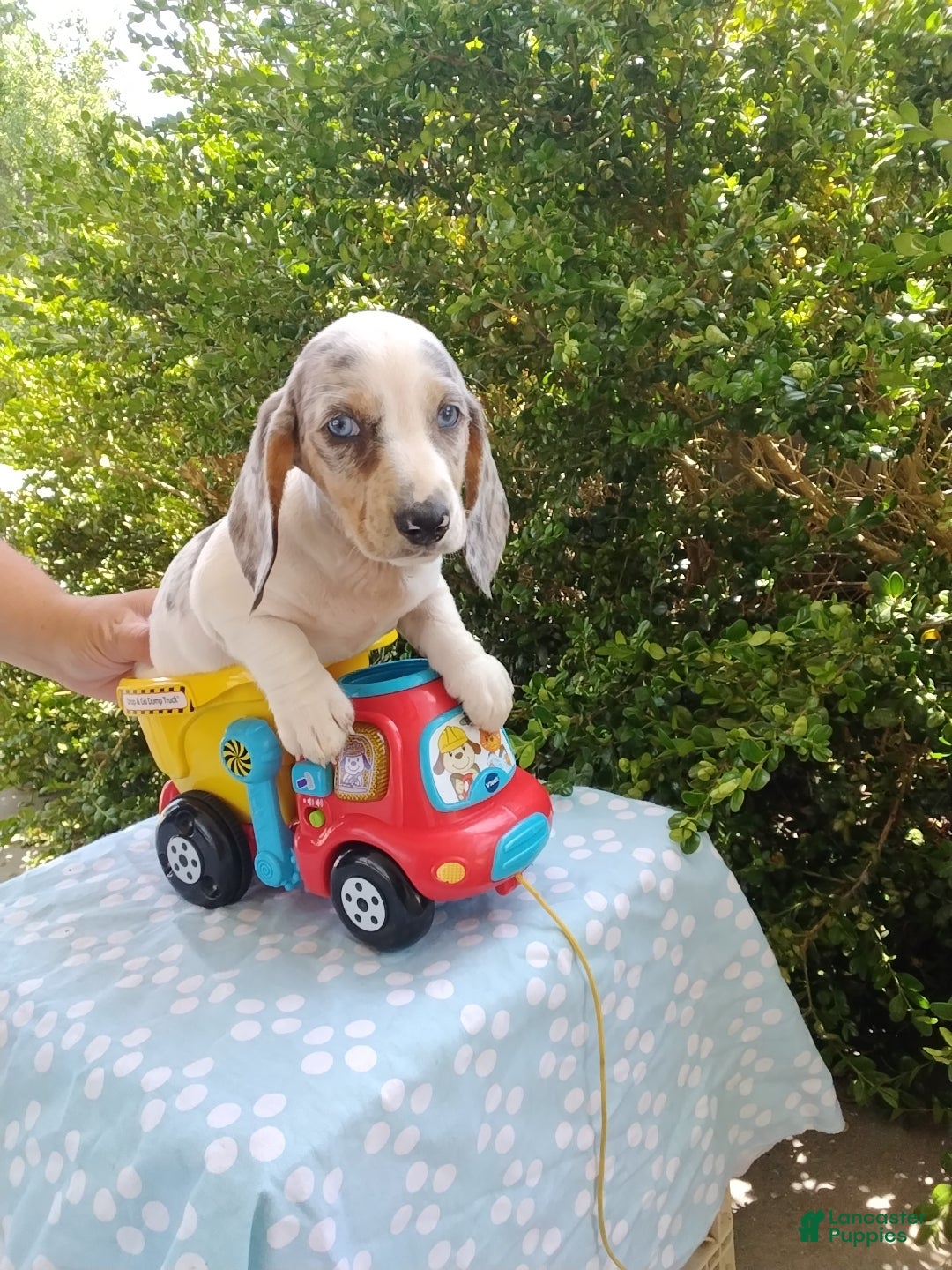Miniature Dachshund dogs Jasper - Ad 1