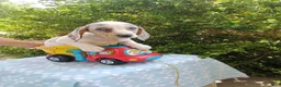 Miniature Dachshund dogs for sale: Jasper - Ad 1