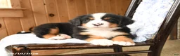 Bernese Mountain Dog dogs for sale: Buster - Ad 3