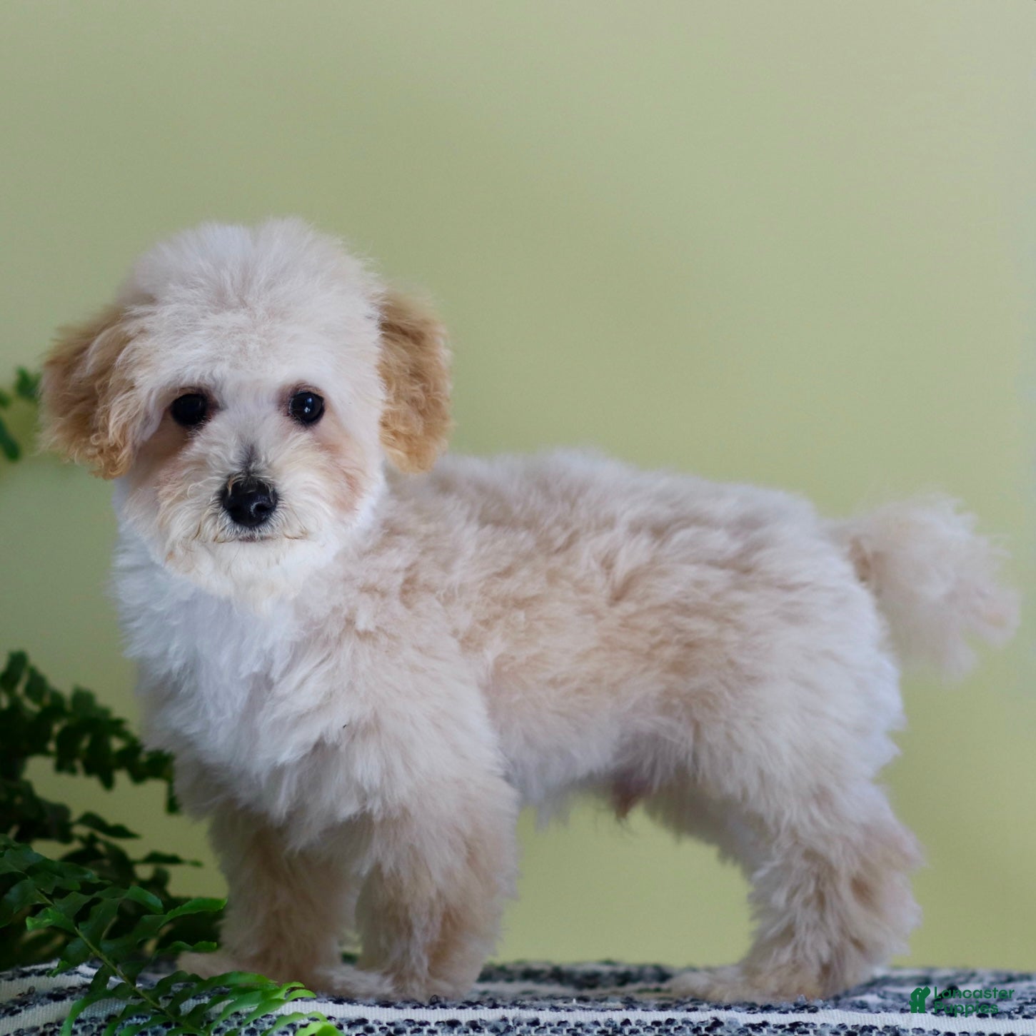 Toy Poodle dogs Lucky - Ad 2