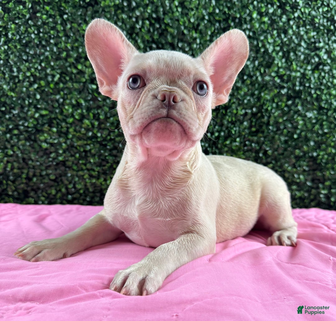 French Bulldog dogs for sale: Female Frenchie - Ad 2