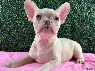 French Bulldog dogs - Ad 2