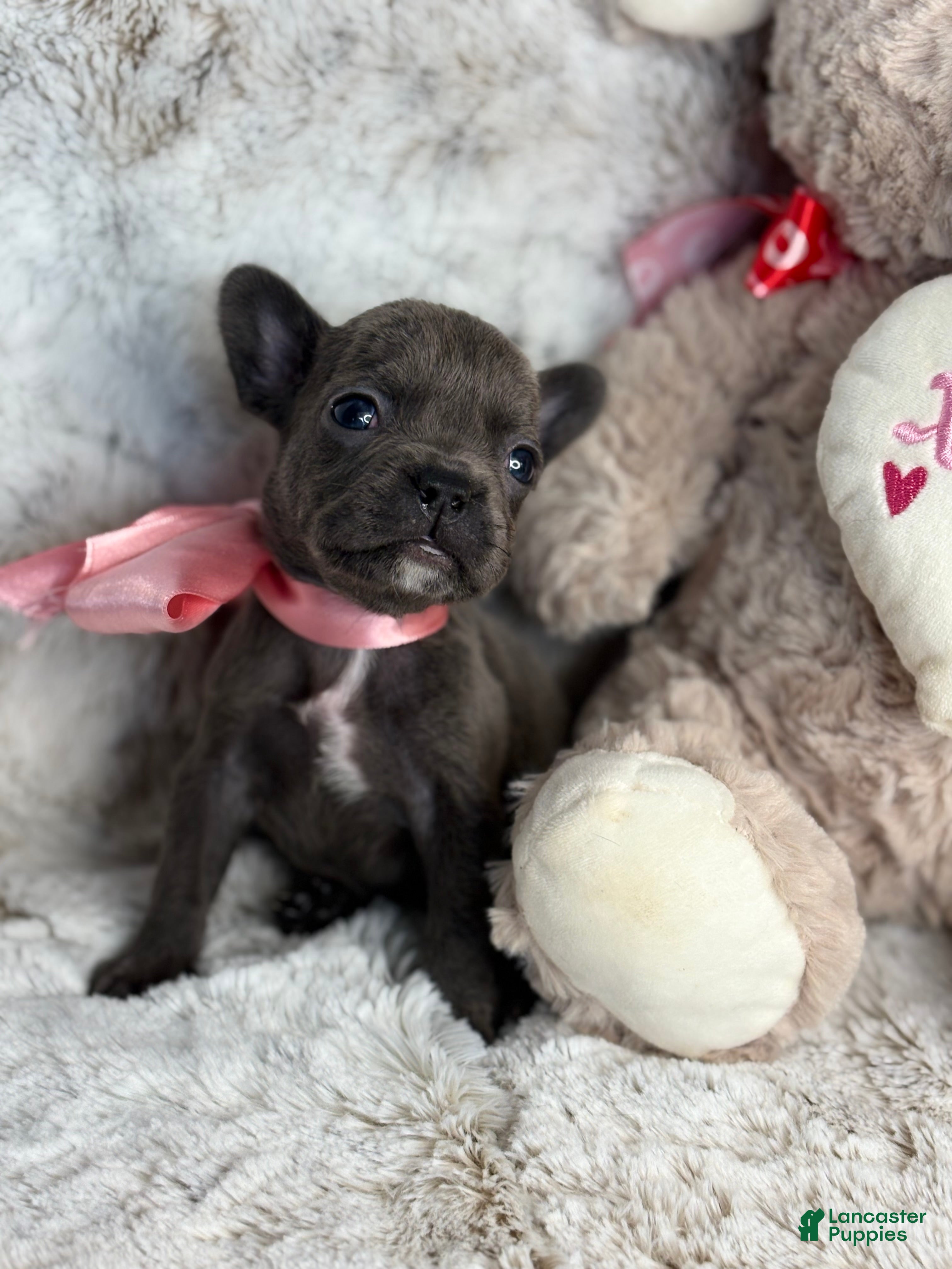 French Bulldog dogs Charlotte - Ad 1