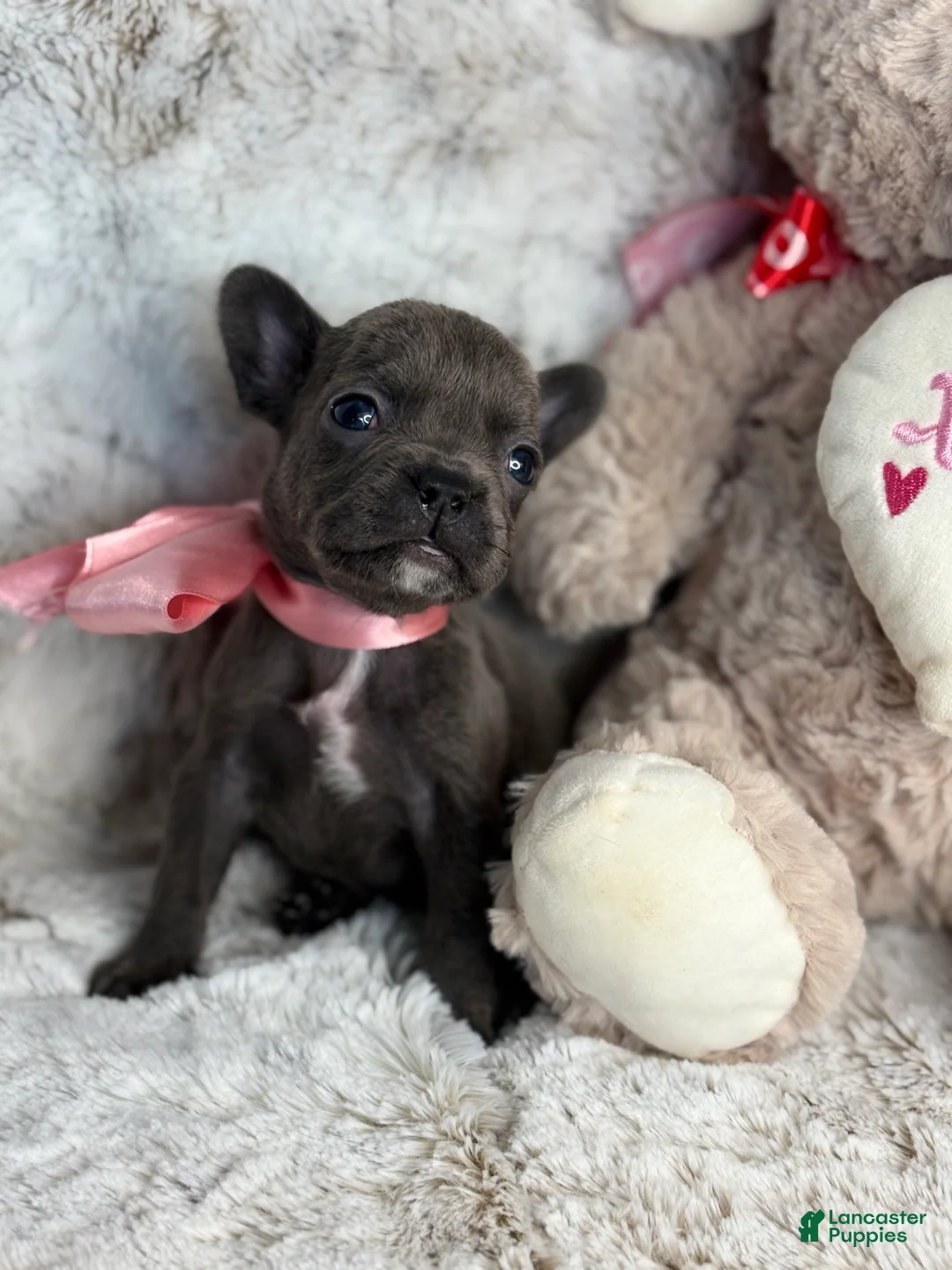 French Bulldog dogs for sale: Charlotte - Ad 1