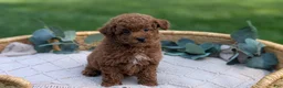 Toy Poodle dogs for sale: Carter  - Ad 5