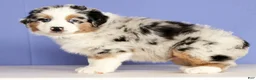 Miniature Australian Shepherd dogs for sale: Jackson - Ad 6