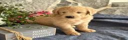 Goldendoodle dogs for sale: Nigel - Ad 6