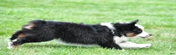 Miniature Australian Shepherd dogs for sale: Wilbur - Ad 9