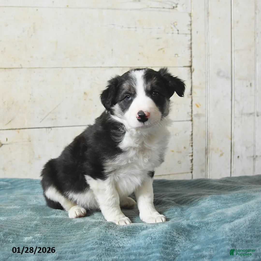 Border Collie dogs for sale: Finn - Ad 3