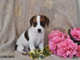 Jack Russell Terrier dogs - Ad 4