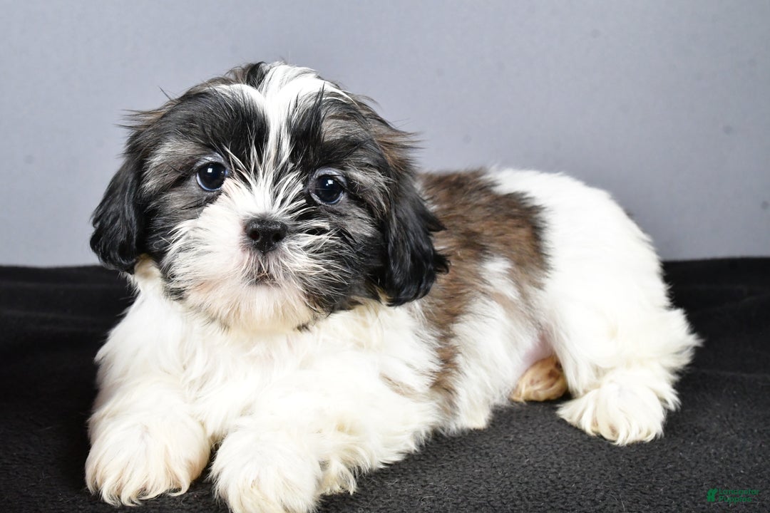 Shih Tzu dogs for sale: Lexi - Ad 6