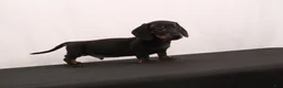 Dachshund dogs for sale: Lenard - Ad 9