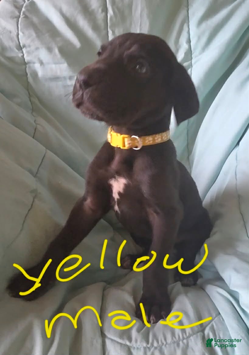Great Dane dogs Yellow Collar Male  - Ad 1