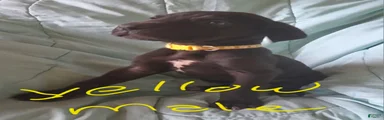 Yellow Collar Male 
