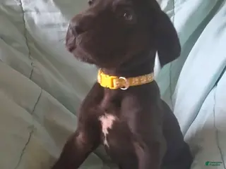 Great Dane dogs Yellow Collar Male - Ad 1