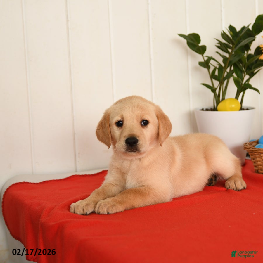 Goldador dogs Kozy - Ad 2