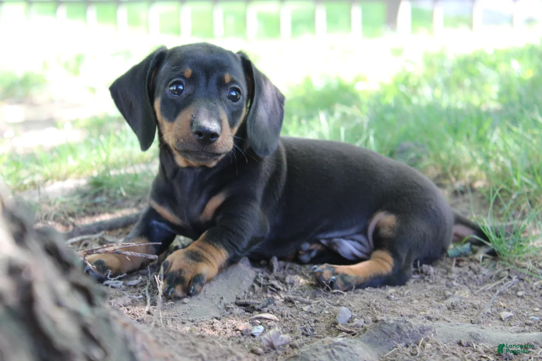 Miniature Dachshund dogs for sale: Charlie  - Ad 2