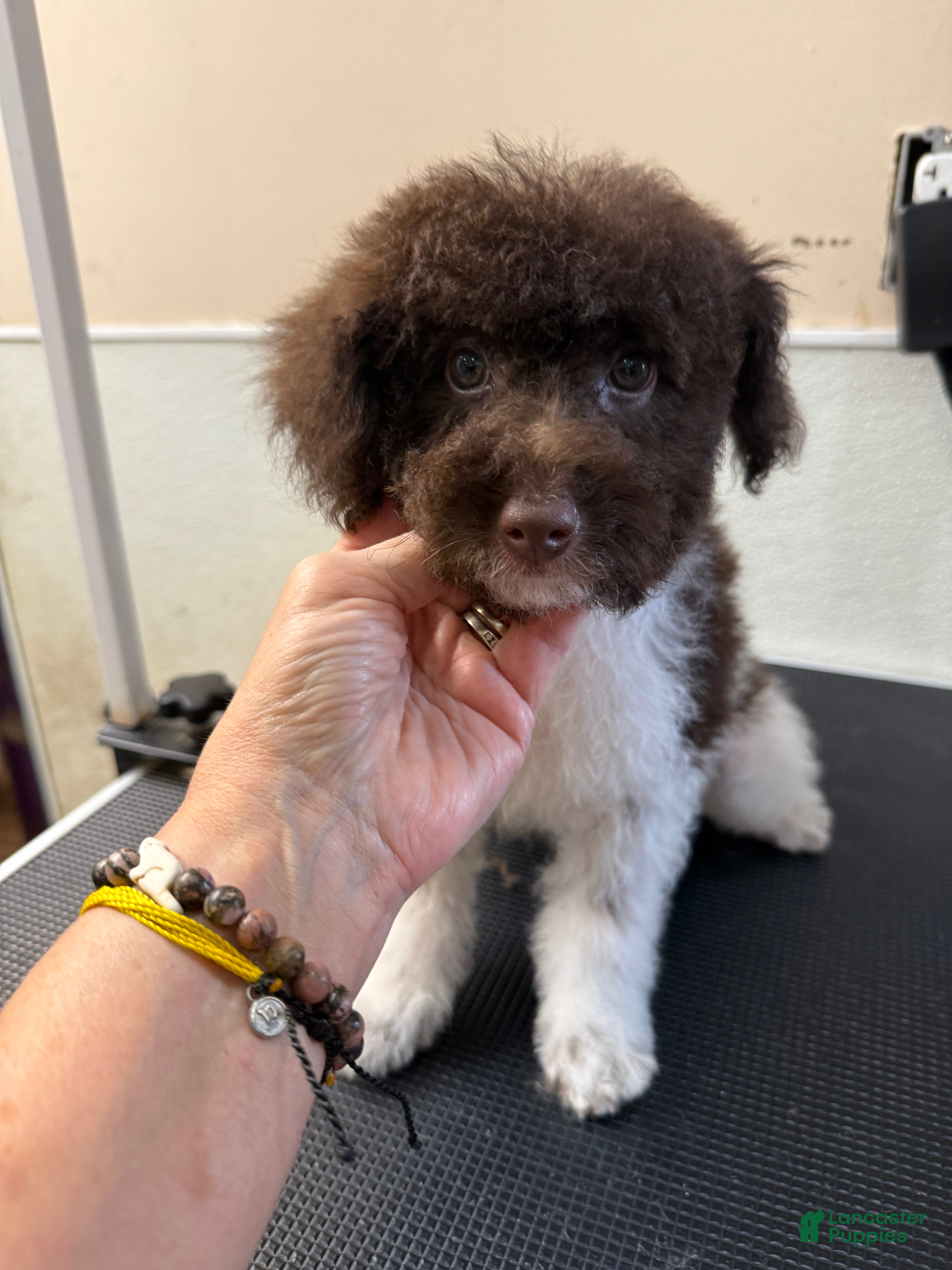 Miniature Poodle dogs Miniature Poodle 1 - Ad 2