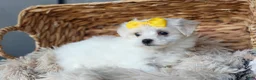 Maltese dogs for sale: PEBBLES - Ad 12