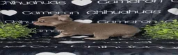 Chihuahua dogs for sale: Aspen Lavender Long Coat - Ad 9