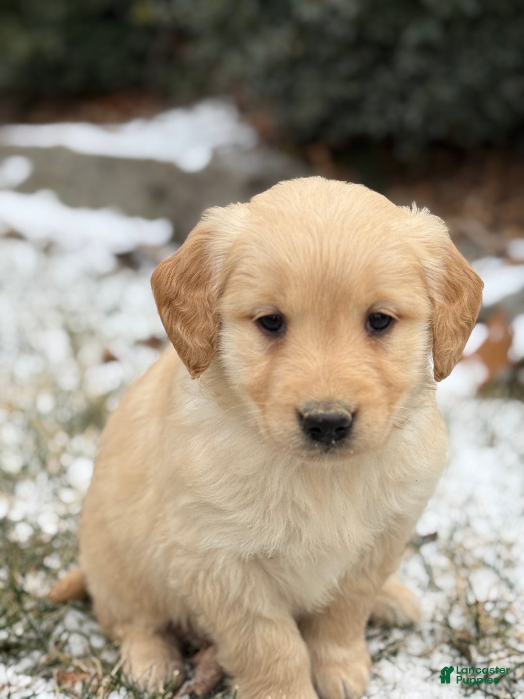 Golden Retriever dogs for sale: Sandy - Ad 9