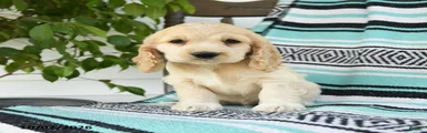 Dillon