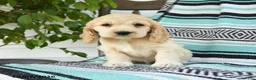 Cocker Spaniel dogs for sale: Dillon - Ad 1