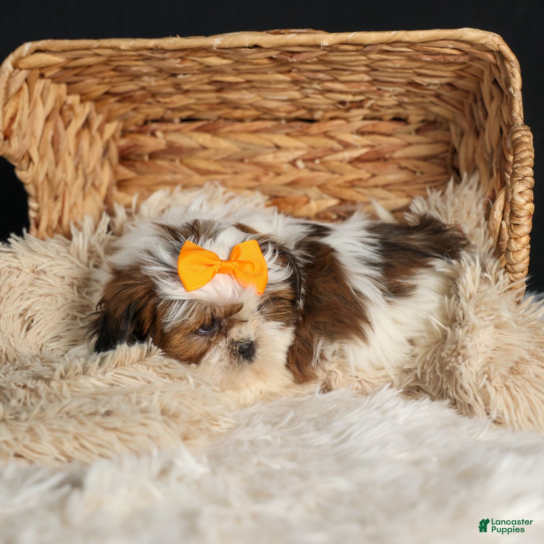 Shih Tzu dogs for sale: RANDY - Ad 15