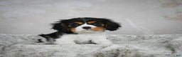 Cavalier King Charles Spaniel dogs for sale: Lincoln - Ad 15