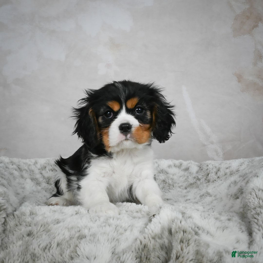 Cavalier King Charles Spaniel dogs for sale: Lincoln - Ad 15