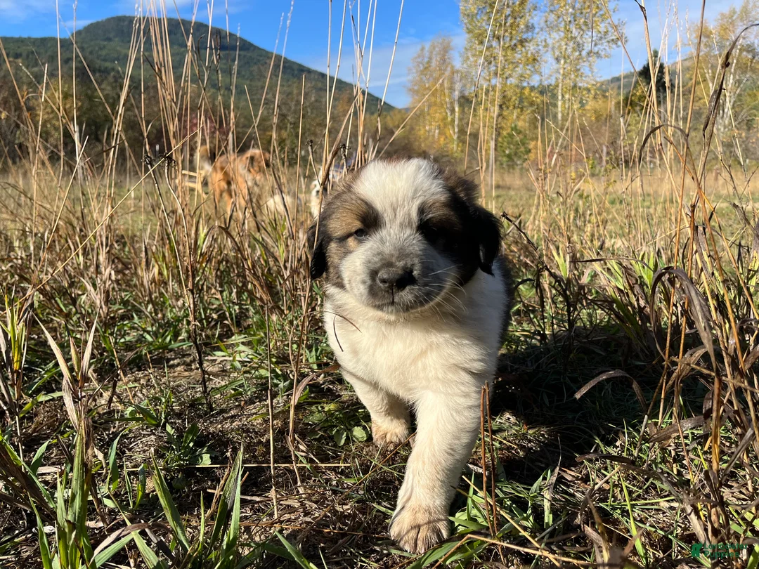 Mixed Breed dogs for sale: Laika - Ad 1