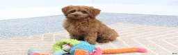 Mini Goldendoodle dogs for sale: Bozo - Ad 5
