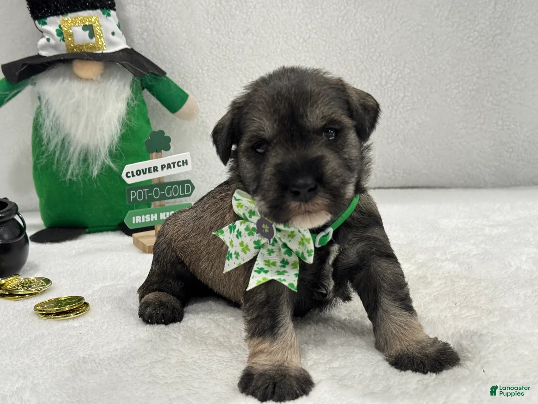 Miniature Schnauzer dogs for sale: Paisley Male 4 - Ad 2