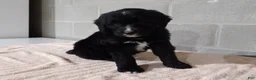 Bernedoodle dogs for sale: Tommy - Ad 3
