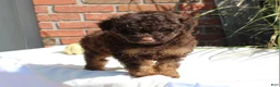 Miniature Poodle dogs for sale: Suzy - Ad 3