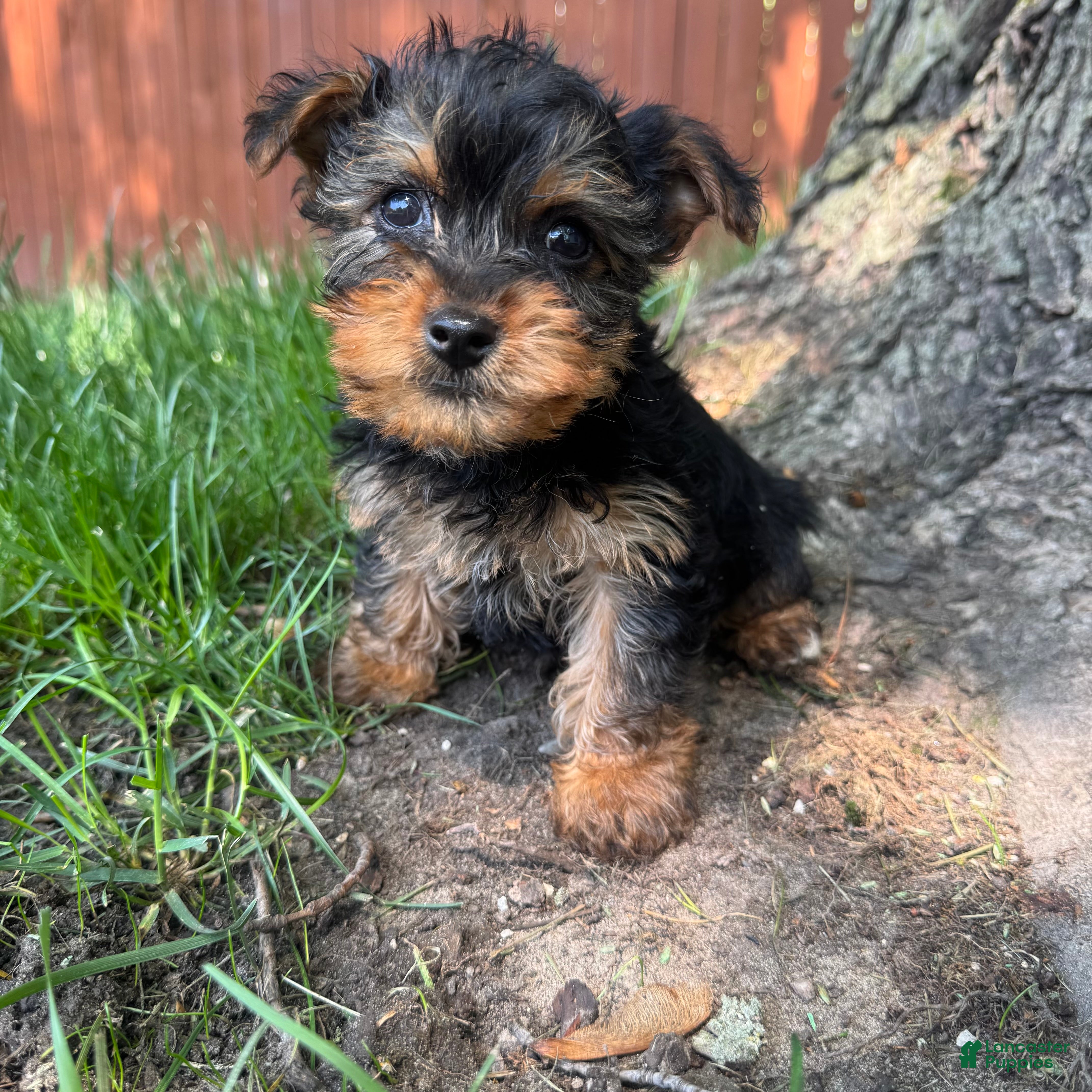 Yorkshire Terrier dogs Tiny  - Ad 4