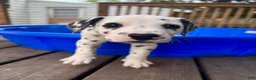 Dalmatian dogs for sale: Dalmatian 9 - Ad 6