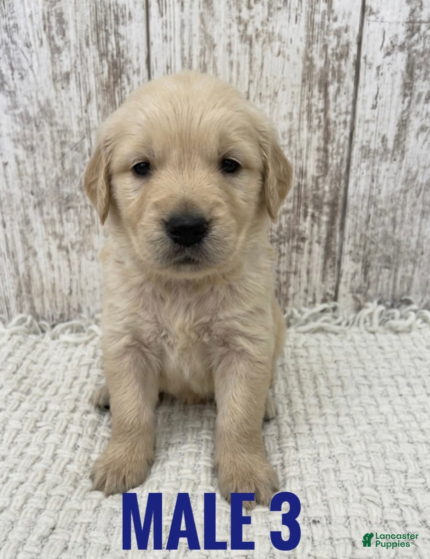 Golden Retriever dogs Golden Retriever Puppy 3 - Ad 6
