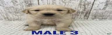 Golden Retriever Puppy 3