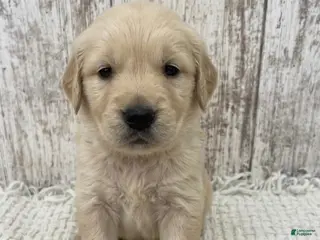 Golden Retriever dogs Golden Retriever Puppy 3 - Ad 6