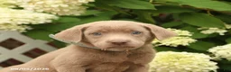 Labrador Retriever dogs for sale: Milly - Ad 5