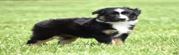 Miniature Australian Shepherd dogs for sale: Piper - Ad 4