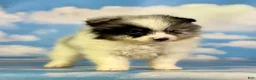 Pomeranian dogs for sale: Tux - Ad 5