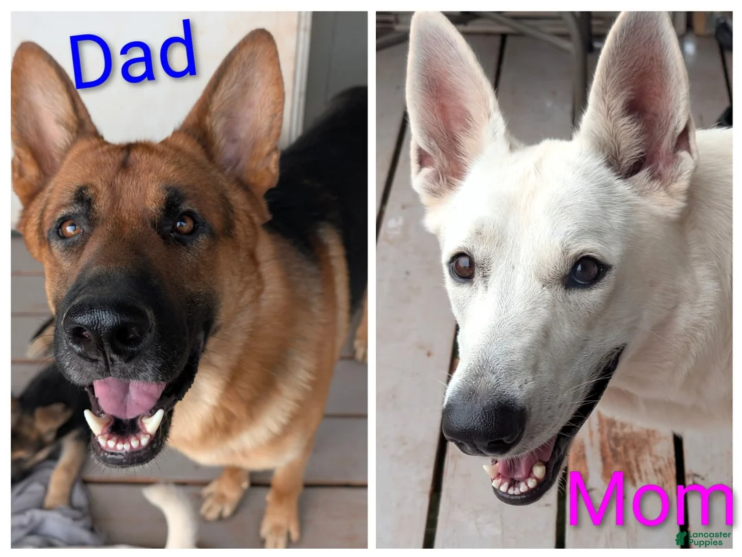 German Shepherd dogs for sale: Mini - Ad 2
