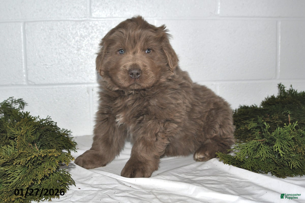 Newfoundland dogs Nilson - Ad 2